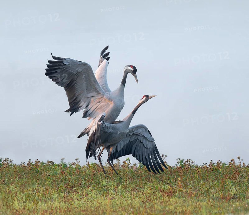 Crane (Grus grus), cranes near the copula, mating in a wetland, wetland, Lower Saxony, Germany