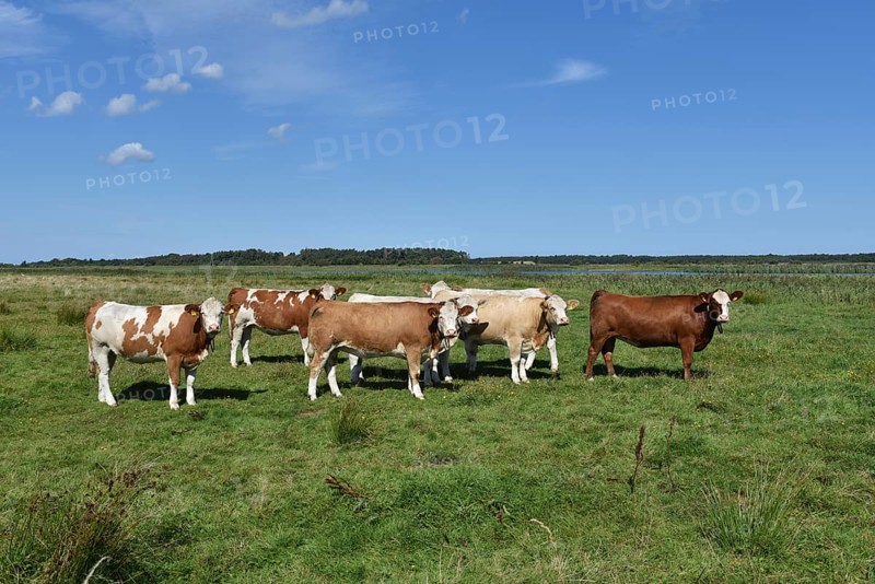Cattle, on a pasture on the Prerower Strom on the Darß peninsula, Mecklenburg-Western Pomerania, Germany
