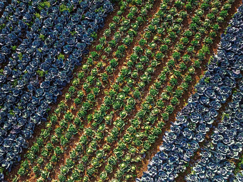 Top down view of red and green cabbage field from a drone, Devon, England, United Kingdom