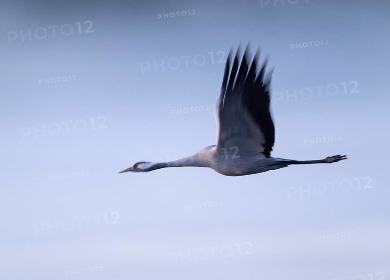 Crane (Grus grus) flying in morning light, motion blur, long exposure, puller, wiping effect, Lower Saxony, Germany