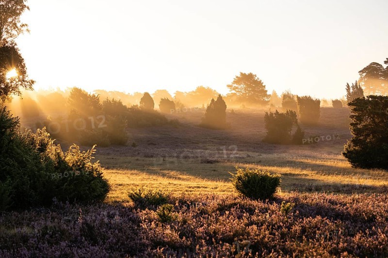 Golden sunbeams over the blooming Lüneburger Heide near Niederhaverbeck