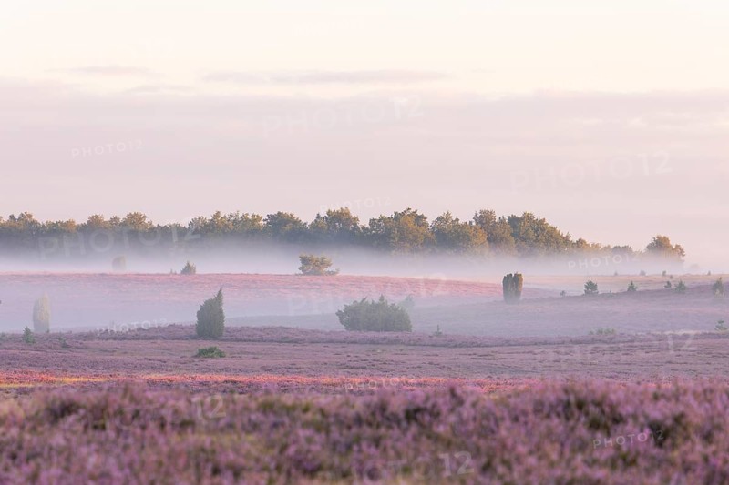 Enchanting fog, morning atmosphere in the blooming Lüneburger Heide near Niederhaverbeck