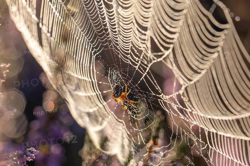 Macro shot of a cross spider in the golden morning light of the blooming Lüneburger Heide