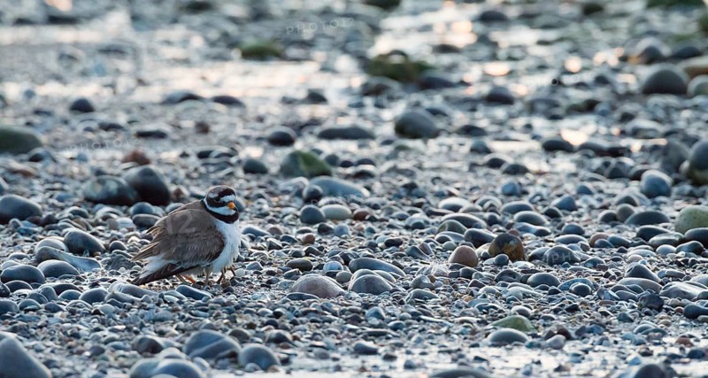 A sandplover (Charadrius hiaticula) with very young chicks under its wing, of which only the long legs can be seen, stands between stones on a rocky beach, coastline at low tide, huder, hudern, protection, behavior, coast, coastal bird, water, shore, North Sea, dusk, Dune island, Heligoland, Pinneberg district, Schleswig-Holstein, Germany