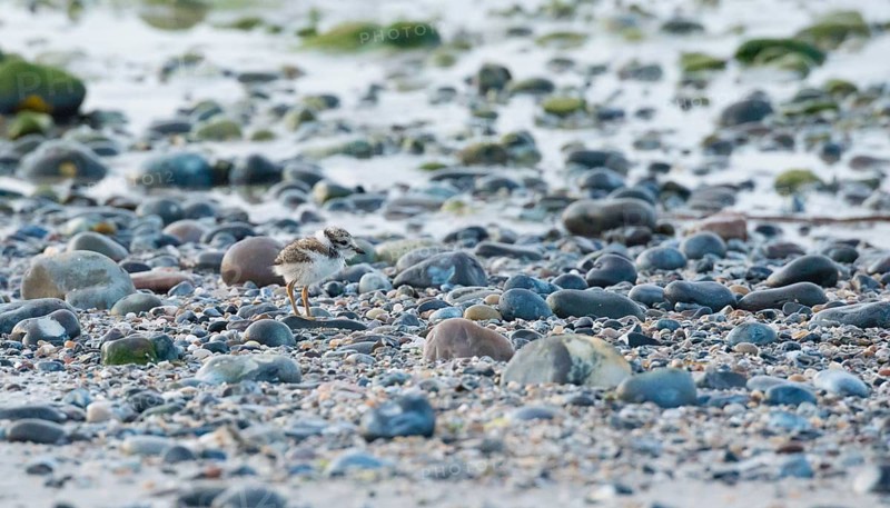 A small sandplover chick (Charadrius hiaticula) with very long legs stands well camouflaged between pebbles on the beach, cute, baby animal, downfeathers, fluff, funny proportions, coastline at low tide, coast, coastal bird, water, water, shore, late light of the evening sun, North Sea, island of dune, Heligoland, Pinneberg district, Schleswig-Holstein, Germany
