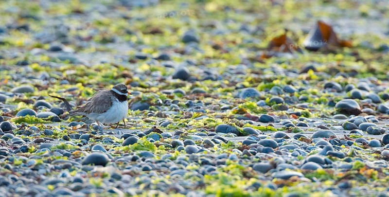 A sandplover (Charadrius hiaticula) with very young chicks under its wing, of which only the long legs can be seen, stands between stones and algae on a rocky beach, coastline at low tide, huder, huders, protection, behavior, coast, coastal bird, water, shore, North Sea, late light of the evening sun, island of dune, Heligoland, district of Pinnings Berg, Schleswig-Holstein, Germany