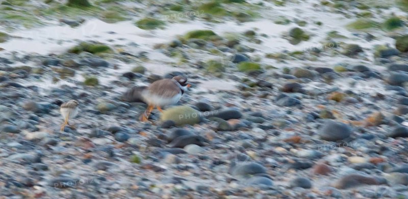 A sandplover (Charadrius hiaticula) with a very young chick runs fast across a stony beach, moving, mopping effect, long exposure, coastline at low tide, behavior, coast, coastal bird, water, body of water, shore, North Sea, island dune, Heligoland, Pinneberg district, Schleswig-Holstein, Germany