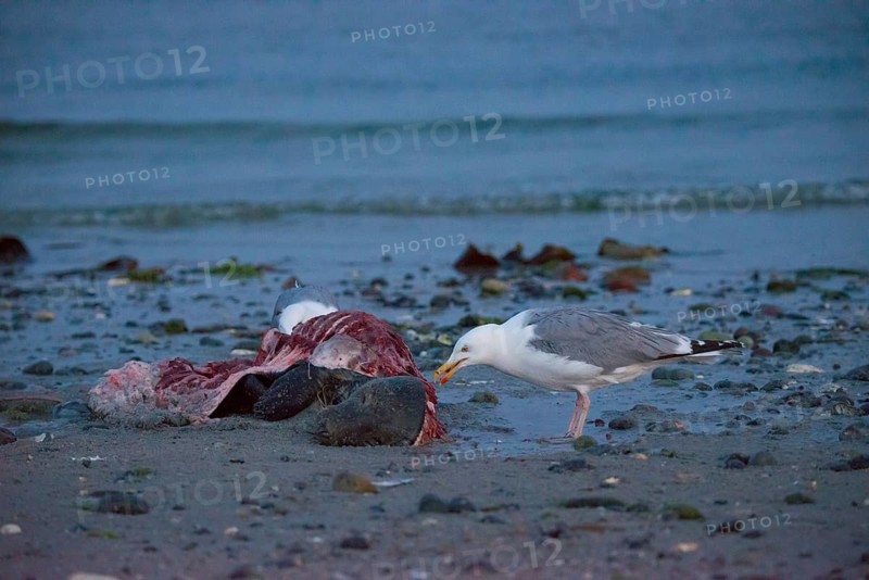 Two herring gulls (Larus argentatus) stand on a quiet, rocky sandy beach at dusk and peck at a dead grey seal (Halichoerus grypus) with broken body and visible red flesh and rib bones, piece of carrion, washed up carcass with full head and closed eyes, scavenger, eating, behavior, in the background the sea, ebb, behavior, ebb, behavior, in the background, ebb, behavior, coast, shore, coastline, body of water, North Sea, Dune island, Heligoland, Pinneberg district, Schleswig-Holstein, Germany