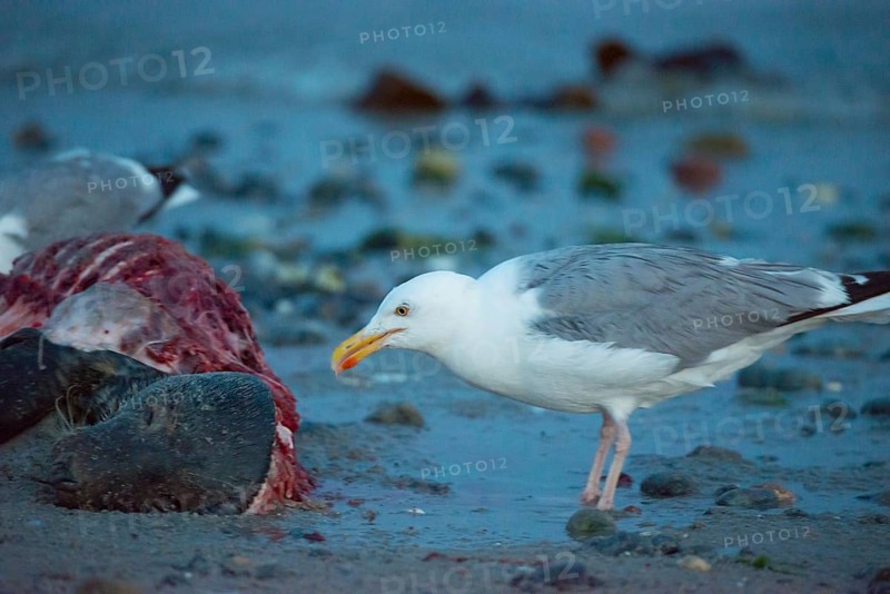 A herring gull (Larus argentatus) stands on a quiet, rocky sandy beach at dusk and pecks at a dead grey seal (Halichoerus grypus) with a broken body and visible red flesh and rib bones, piece of carrion, washed up carcass with a full head and closed eyes, scavenger, eating, ebb, behavior, coast, shore, coastline, body of water, North Sea, Dune island, Heligoland, Pinneberg district, Schleswig-Holstein, Germany
