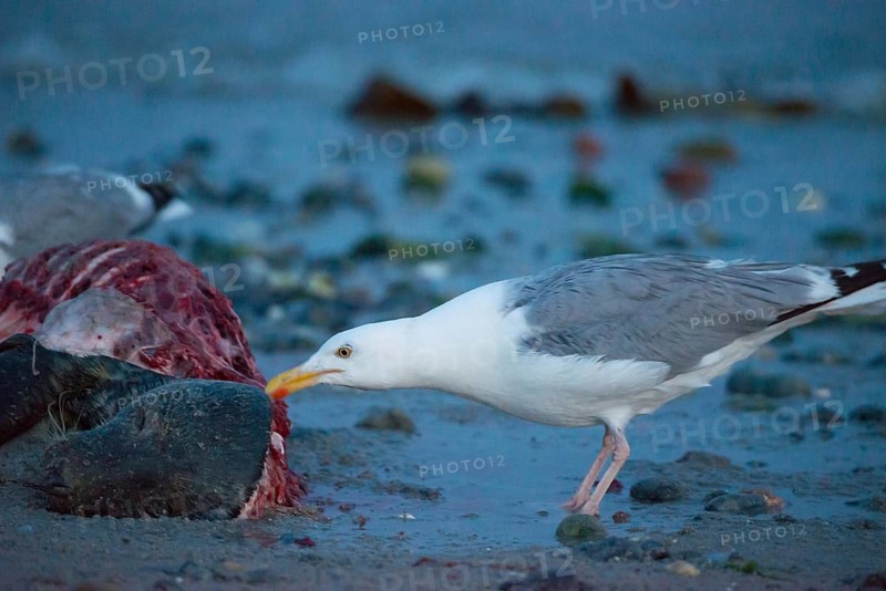 A herring gull (Larus argentatus) stands on a quiet, rocky sandy beach at dusk and pecks at a dead grey seal (Halichoerus grypus) with a broken body and visible red flesh and rib bones, piece of carrion, washed up carcass with a full head and closed eyes, scavenger, eating, behavior, in the background the sea, low tide, behavior, coast, shoreline, body of water, North Sea, Dune island, Heligoland, Pinneberg district, Schleswig-Holstein, Germany