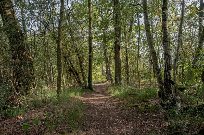 Haaksbergerveen Nature Reserve, Oberjissel Province, Haaksbergen, Netherlands