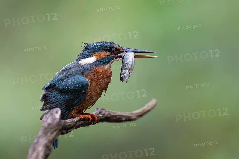 Kingfisher (Alcedo atthis) with brown trout, Bitburg, Rhineland-Palatinate, Germany