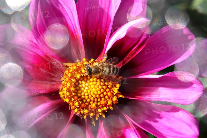 Dahlia with beautiful bokeh, autumn, Germany