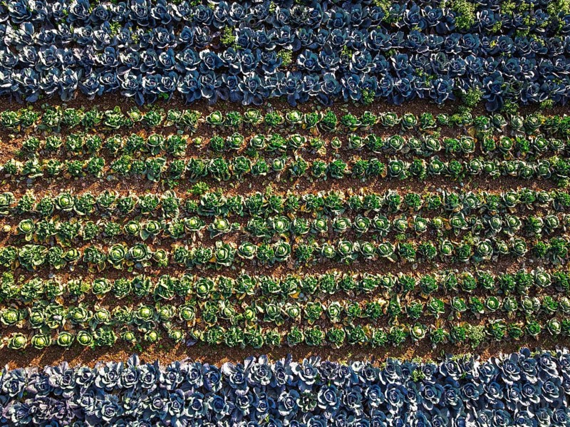 Top down view of red and green cabbage field from a drone, Devon, England, United Kingdom
