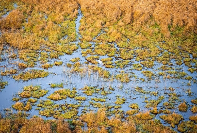 Goliath heron (Ardea goliath) flying over marshland along a river, marshland, aerial view, Okavango Delta, Botswana