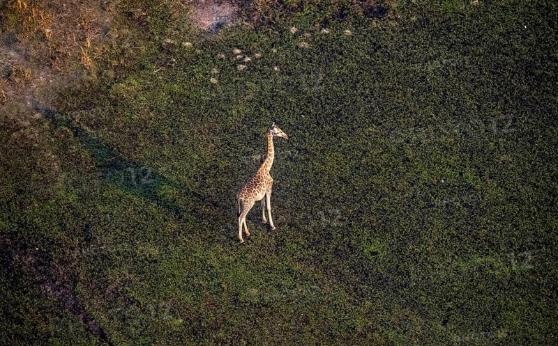Cape giraffe (Giraffa giraffa giraffa), aerial view, Okavango Delta, Botswana