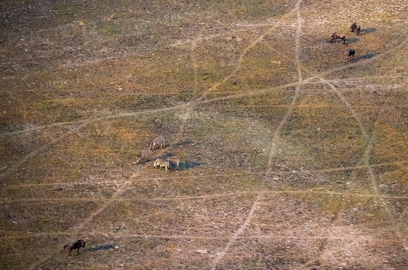 Steppe zebra (Equus quagga) and striped willow (Connochaetes taurinus), savanna landscape, aerial view, Okavango Delta, Botswana