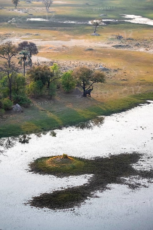 African elephant (Loxodonta africana), eating leaves, on riverbank, savanna landscape, aerial view, Okavango Delta, Botswana
