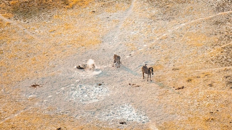 Steppe zebras (Equus quagga) rolling in dust, savanna landscape with yellow grass, aerial view, Okavango Delta, Botswana