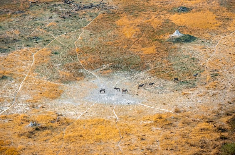 Steppe zebras (Equus quagga), savanna landscape with yellow grass and termite hills, aerial view, Okavango Delta, Botswana