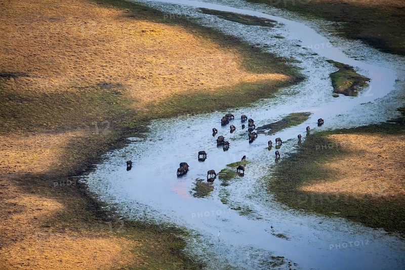 Kaffir buffalo (Syncerus caffer caffer), flock in river, aerial view, Okavango Delta, Botswana