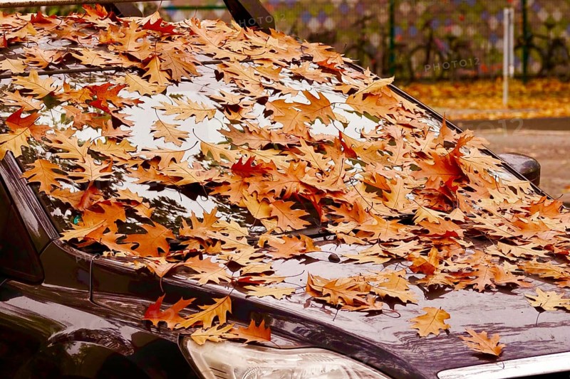 Windshield of a car with autumn leaves, October, Germany