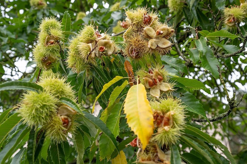 Ripe fruits of a sweet chestnut (Castanea sativa), Bavaria, Germany