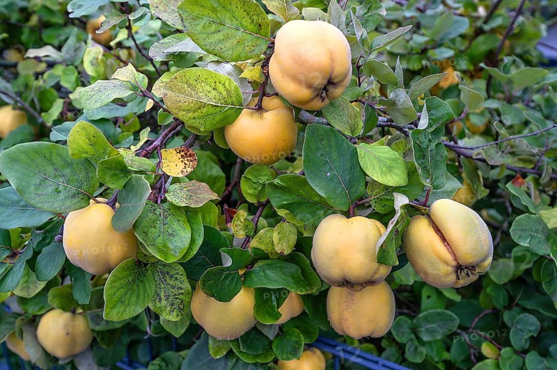 Ripe apple quinces (Cydonia oblonga.) on a tree, Bavaria, Germany