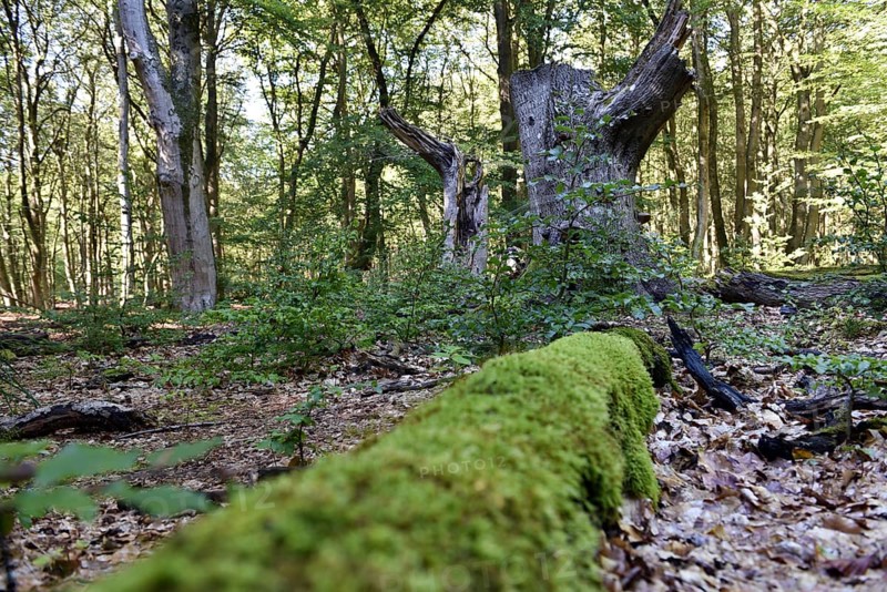 Dead wood in beech forest, Darß primeval forest, Darßer Wald, Mecklenburg-Western Pomerania, Germany