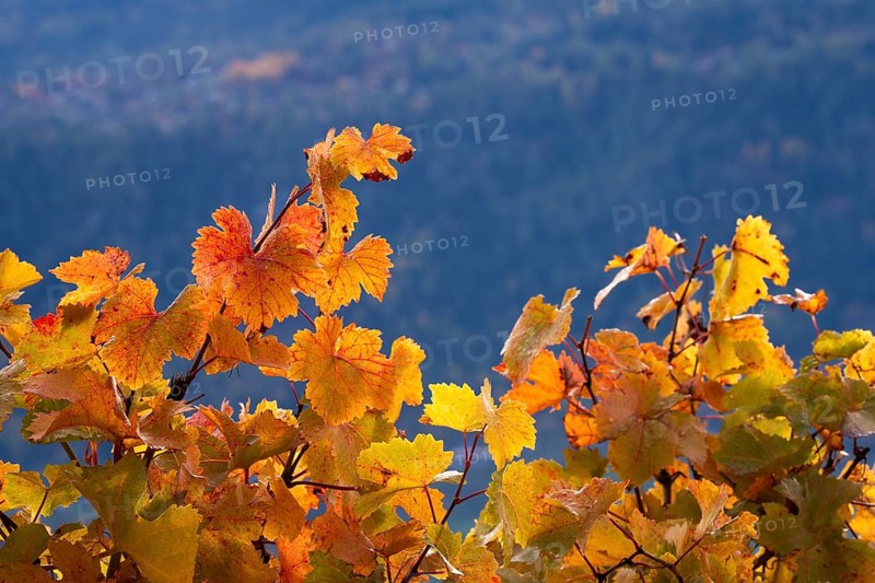 Vine leaves in autum colour yellow and orange. In background large mountain as dark background. Rhone valley, Chamoson, Switzerland