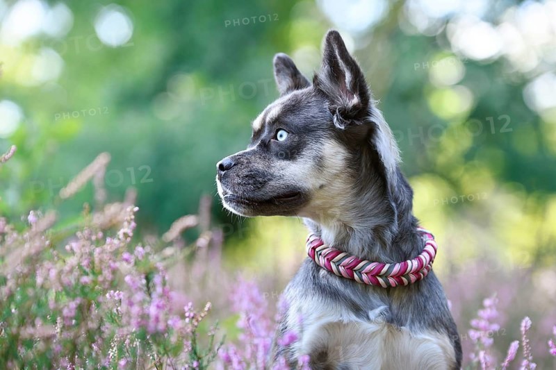Dog with woven yellow collar in purple blooming heather flower field during late summer