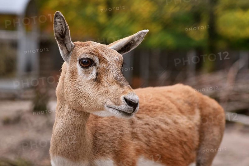 Portrait of female Cervus nippon Shika deer