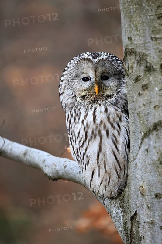 Hawk owl (Strix uralensis), adult, in winter, on tree, on tree trunk, Bohemian Forest, Czech Republic, Europe, Germany