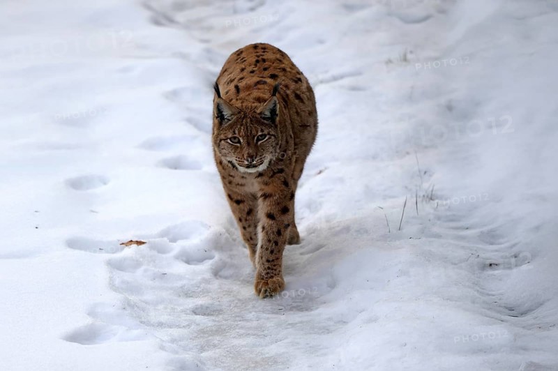 Carpathian lynx (Lynx lynx carpathicus), adult, in winter, in snow, running, stalking, alert, Bavarian Forest, Bavaria, Germany, Europe, Germany