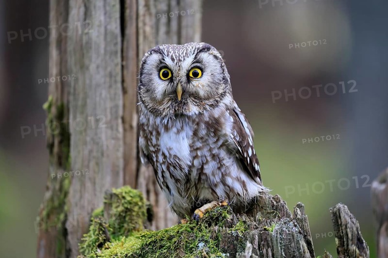 Roughfoot owl (Aegolius funereus), groufoot owl, adult, perch, tree trunk, alert, in winter, Bohemian Forest, Czech Republic, Europe, Germany