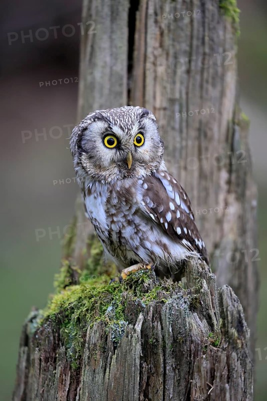 Roughfoot owl (Aegolius funereus), groufoot owl, adult, perch, tree trunk, alert, in winter, Bohemian Forest, Czech Republic, Europe, Germany