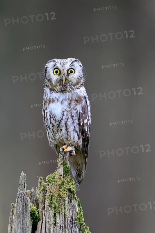 Roughfoot owl (Aegolius funereus), groufoot owl, adult, perch, alert, in winter, Bohemian Forest, Czech Republic, Europe, Germany
