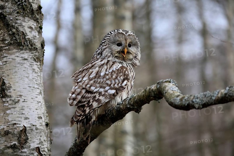 Hawk owl (Strix uralensis), adult, in winter, on tree, calling, Bohemian Forest, Czech Republic, Europe, Germany