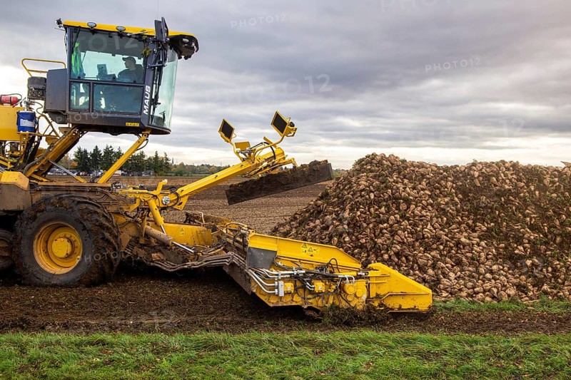 Loading sugar beets in the palatine***A loading mouse loads sugar beets ready for collection onto a truck. This brings them to the Südzucker plant in Offstein