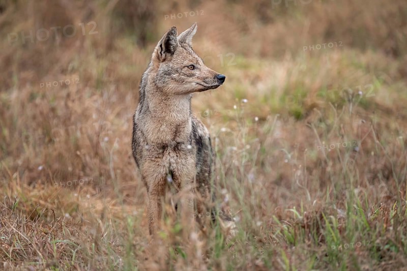 Side-striped jackal (Canis adustus), Kruger Nationalpark, South Africa
