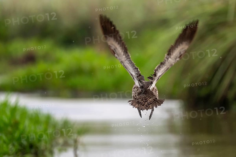 Yellow-billed duck (Anas undulata) taking off from water, Mabamba swamp, Lake Victoria, Uganda