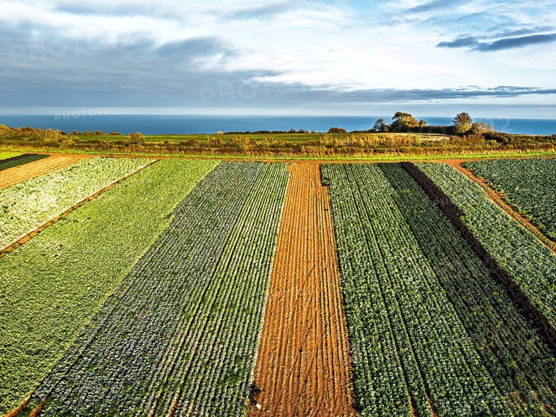 Fields and Farms at evening sun from a drone, Shaldon, Torquay, Devon, England, United Kingdom