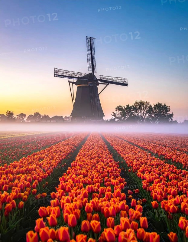 Fog covered landscape in sunrise with tulip fields and windmill in background, AI generated