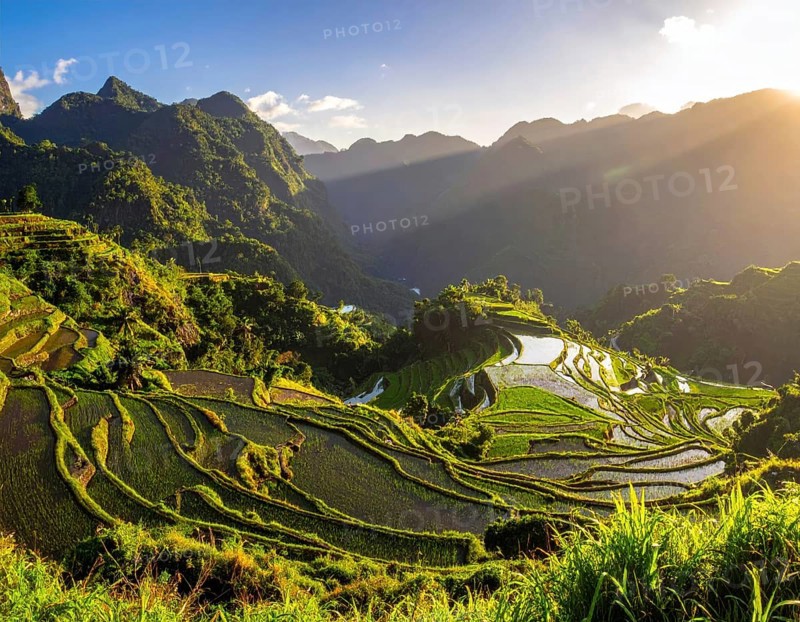 Early morning light bathes Philippines rice terraces cascading down mountain slopes, beautiful golden light, AI generated