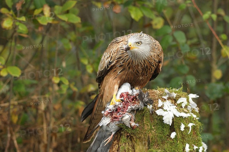 Red kite (Milvus milvus) secures a captured domestic pigeon (Columba livia domestica) Allgäu, Bavaria, Germany, Allgäu, Bavaria, Germany