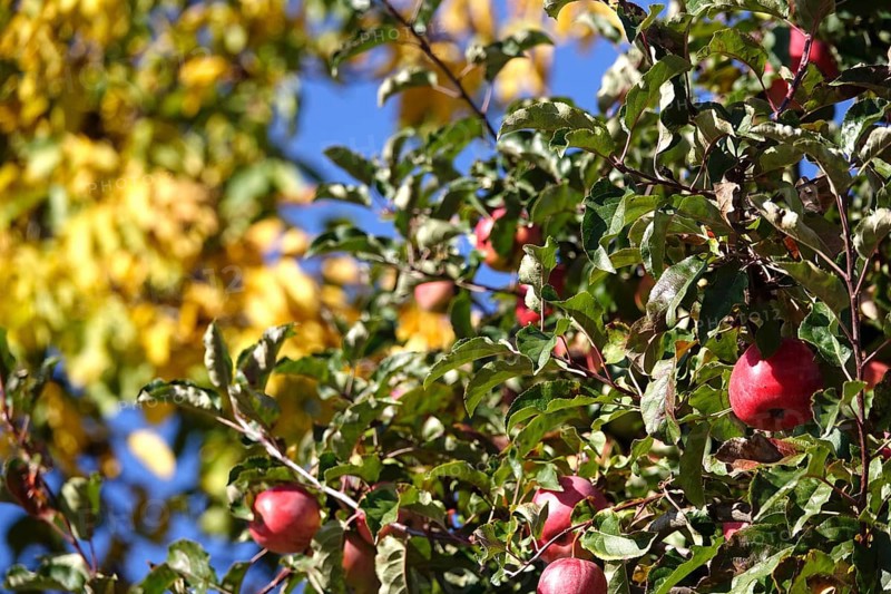 Tree with ripe apples, autumn, Germany