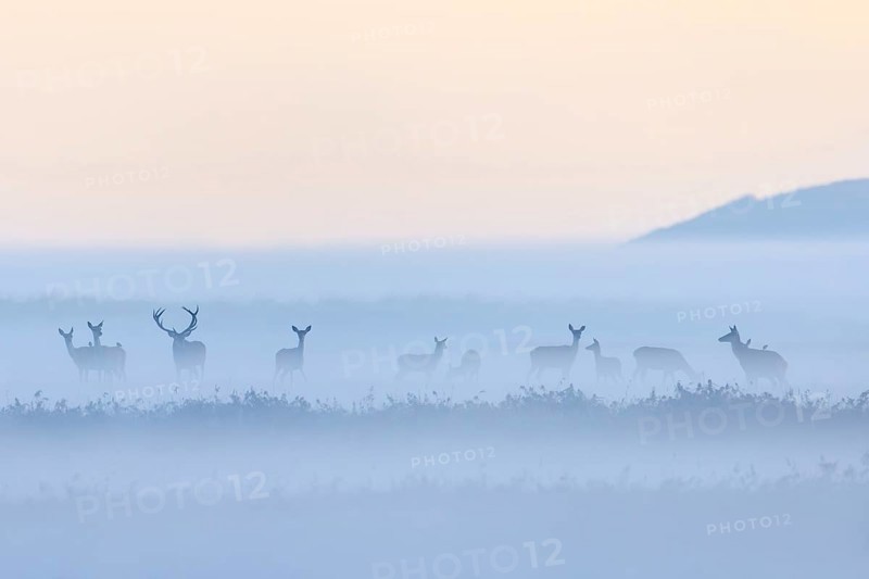 Red deer stag herding herd of hinds in morning mist along the Baltic Sea, Western Pomerania Lagoon Area NP, Mecklenburg-Western Pomerania, Germany