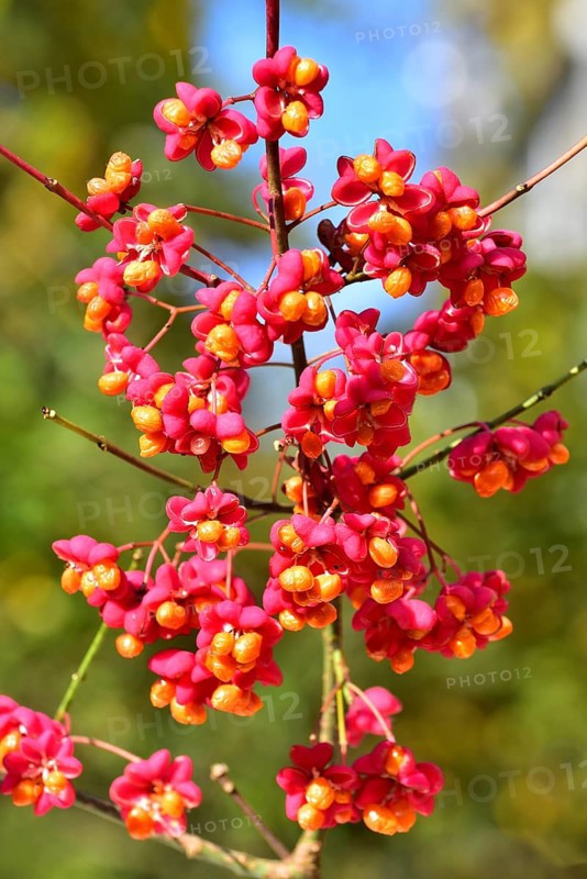 Common spindle bush (Euonymus europaeus), also European or common Pfaffenhütchen, Bavaria, Germany