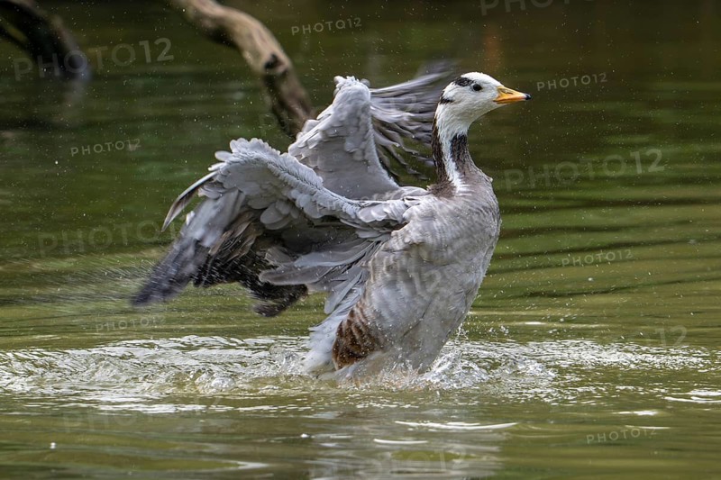 Bar-headed goose (Anser indicus) swimming in pond and flapping wings, exotic species native to Central Asia