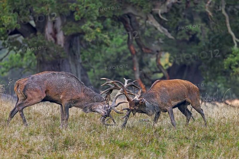 Two rutting red deer (Cervus elaphus) stags fighting by locking antlers during fierce mating battle in grassland at forest edge during rut in autumn